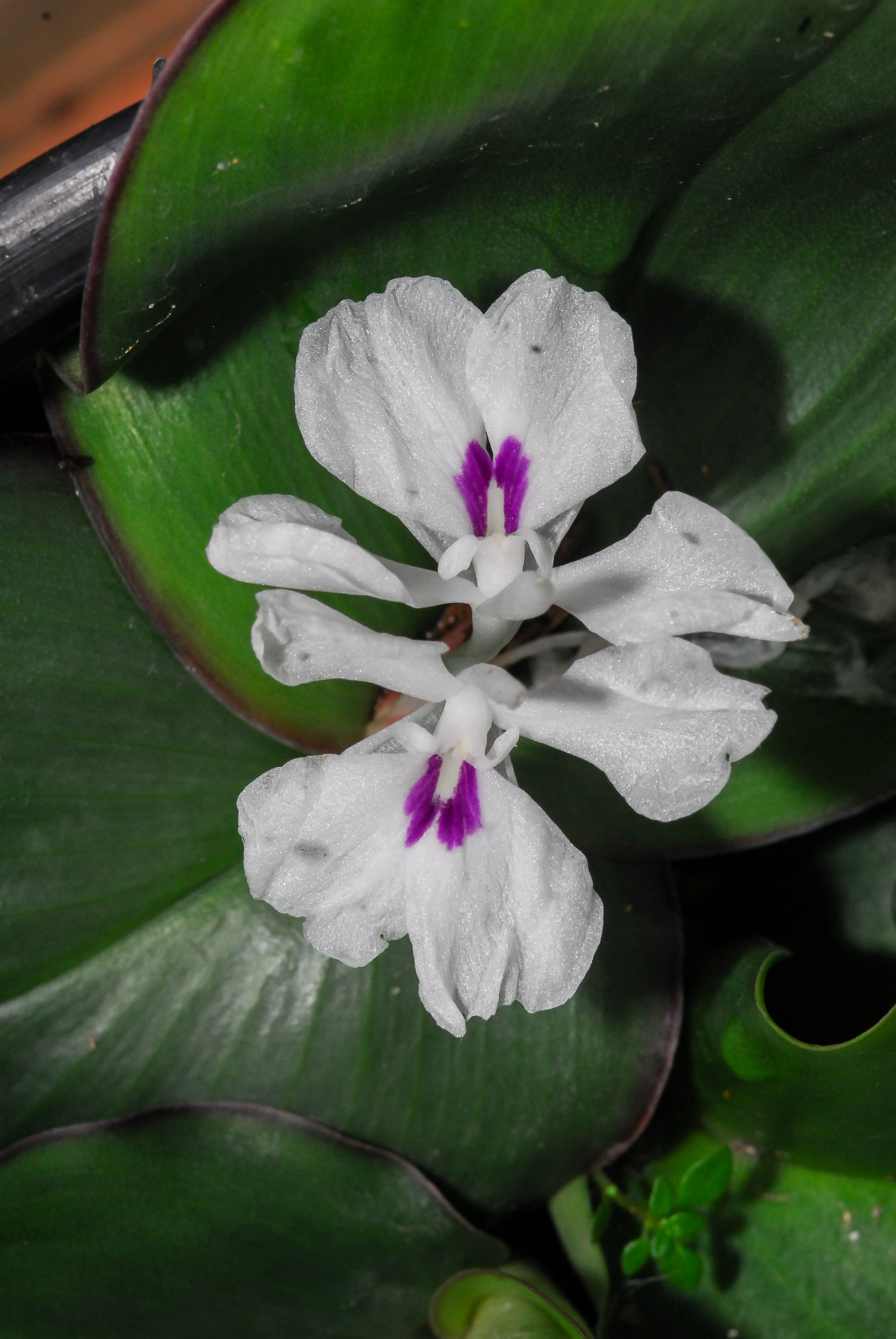 เปราะหอม Kaempferia galanga L.<br/>Zingiberaceae